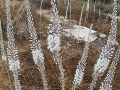 חצב מצוי - צילום של mira.b - למטייל בישראל (טיולי) 5
