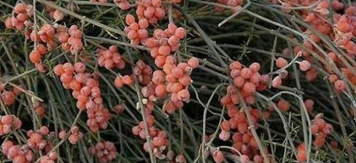שרביטן מצוי (1)