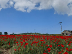 פרג אגסי - צילום של אוהבת הארץ - למטייל בישראל (טיולי)