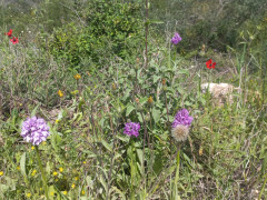 סחלב שלוש השיניים - צילום של Iddo_3270859 - למטייל בישראל (טיולי) 4