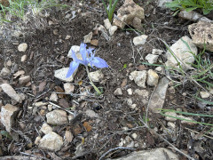 אירוס הסרגל - צילום של נירה_צ - למטייל בישראל (טיולי)