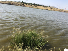 בוציץ סוככני - צילום של אלחי47 - למטייל בישראל (טיולי) 3