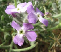 תמונת של מנתור החוף