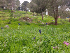 תורמוס ההרים - צילום של אוהבת הארץ - למטייל בישראל (טיולי) 2