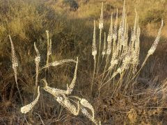 חצב מצוי - צילום של Iddo_3270859 - למטייל בישראל (טיולי) 7