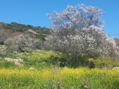 שקד מצוי - צילום של Iddo_3270859 - למטייל בישראל (טיולי) 6