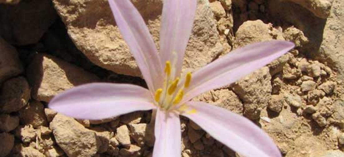 סתוונית הקליפות (1)