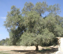 תמונת של אשל הפרקים