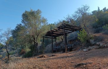 הזולה - יער ירושלים: שביל הארז (3)