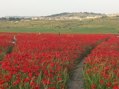 פרג אגסי - צילום של Iddo_3270859 - למטייל בישראל (טיולי) 3
