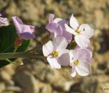 תמונת של טוריים מדבריים