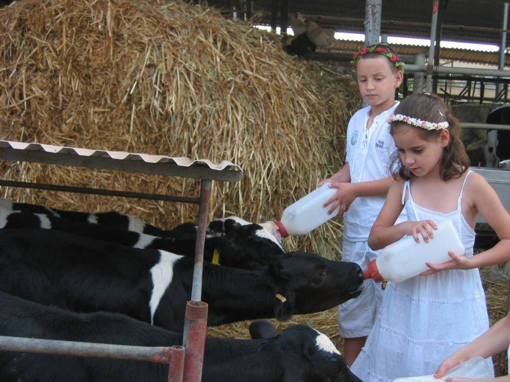 צילום: שביל פרות החלב