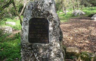 אלון התבור הותיק - שביל אילן בקרית טבעון: מסביב לעץ האלון (2)