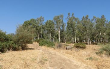 הירדן ההררי: מסלול מעגלי ומסלול קווי בפארק הירדן (2)