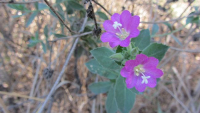 ערברבה שעירה (1)
