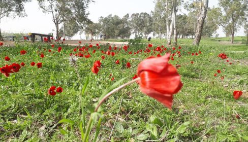 תמונה של מצפור וחניון יונתן ורמולן - למטייל בישראל (טיולי)