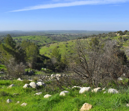 תמונה של יום כיף באזור צומת ראם: נוף עם סיפור וקטיף מתוק - למטייל בישראל (טיולי)