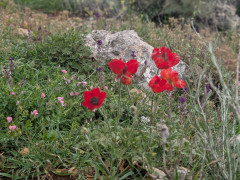 נורית אסיה - צילום של Iddo_3270859 - למטייל בישראל (טיולי) 2