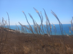 חצב מצוי - צילום של Iddo_3270859 - למטייל בישראל (טיולי) 6