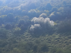 שקד מצוי - צילום של Iddo_3270859 - למטייל בישראל (טיולי)