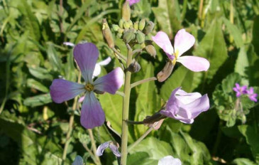 צנון פגיוני (3)