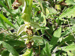 דבורנית דינסמור - צילום של flowerlover - למטייל בישראל (טיולי) 3