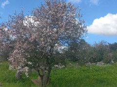 שקד מצוי - צילום של Iddo_3270859 - למטייל בישראל (טיולי) 4