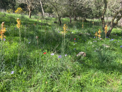 עיריוני צהוב - צילום של נירה_צ - למטייל בישראל (טיולי)