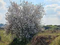 שקד מצוי - צילום של Iddo_3270859 - למטייל בישראל (טיולי)