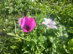 כלנית מצויה - צילום של Iddo_3270859 - למטייל בישראל (טיולי) 3
