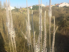 חצב מצוי - צילום של Iddo_3270859 - למטייל בישראל (טיולי)