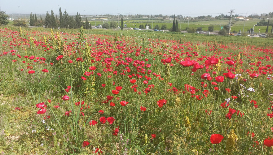 פרגים
