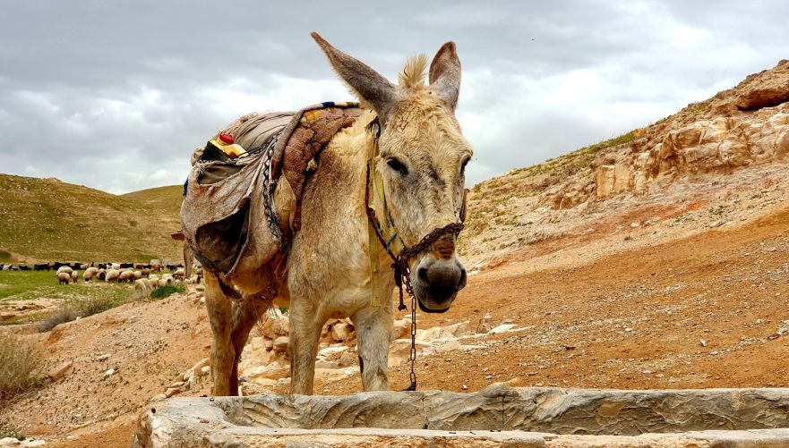 תראו את מי פגשנו בדרך | צילום: רועי פוקס