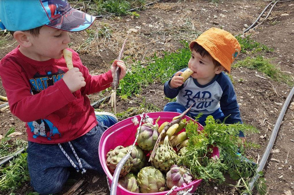 אוכלים היישר מן השדה | צילום: קטופותי