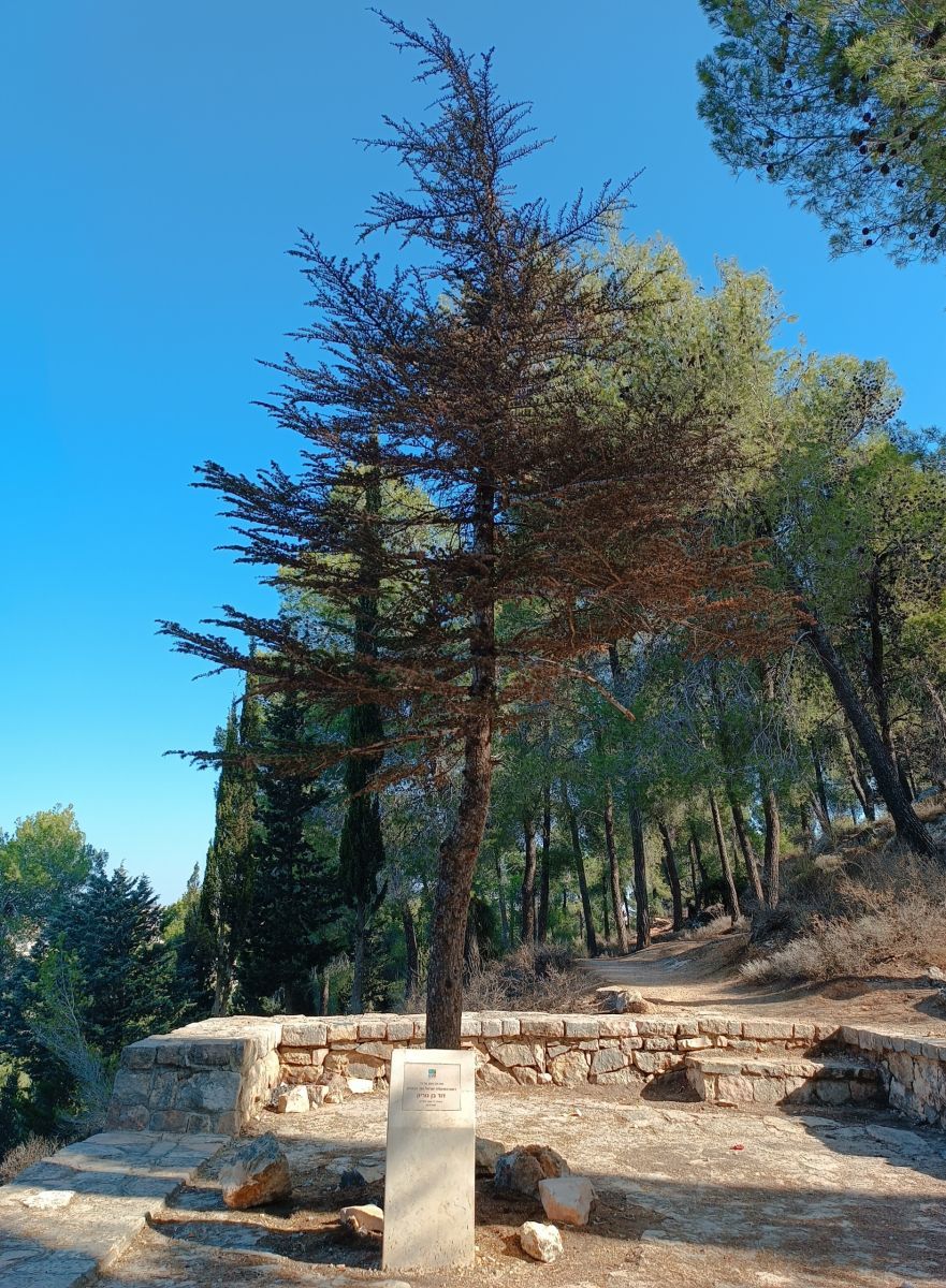 בן גוריון היה פה | צילום: שי קדם