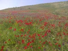 נורית אסיה - צילום של עידו מגן - למטייל בישראל (טיולי) 3