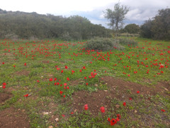 כלנית מצויה - צילום של Iddo_3270859 - למטייל בישראל (טיולי)