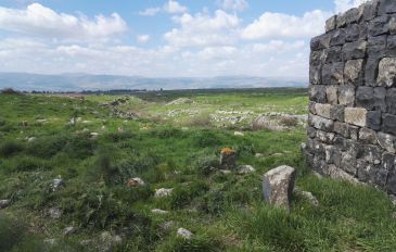 קבר שייח מרזוק: פריחה יפהפייה של אירוס החרמון! (2)