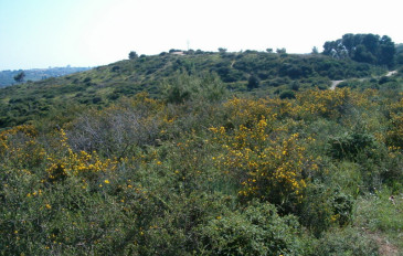 גבעת האירוסים ליד נס ציונה - גבעת האירוסים בנס ציונה (3)