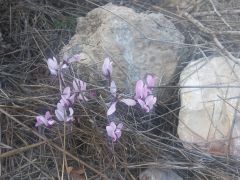 רקפת מצויה - צילום של Iddo_3270859 - למטייל בישראל (טיולי) 2