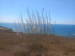חצב מצוי - צילום של Iddo_3270859 - למטייל בישראל (טיולי) 4