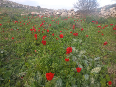 כלנית מצויה - צילום של Iddo_3270859 - למטייל בישראל (טיולי)