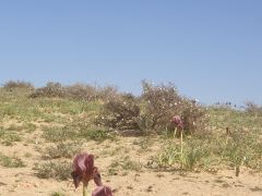 אירוס ירוחם - צילום של מטייל_4202964 - למטייל בישראל (טיולי) 2