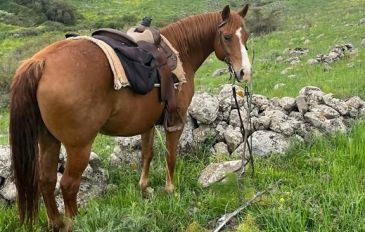 חוות שביט: רכיבה על סוסים (2)