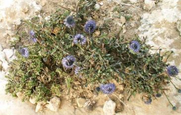 גולנית ערב (3)