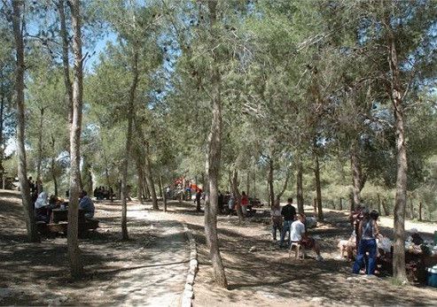 יער להב. צילום: יעקב שקולניק, ארכיון הצילומים של קק”ל