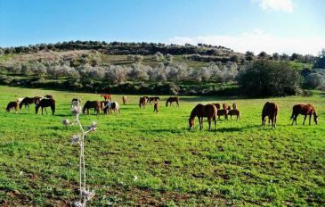 רנצו מניס - יום כיף בעמק יזרעאל ונחל ציפורי: בין שבילים וסוסים (2)