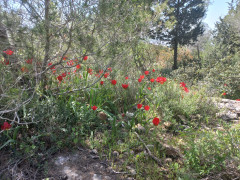 צבעוני ההרים - צילום של Iddo_3270859 - למטייל בישראל (טיולי) 5