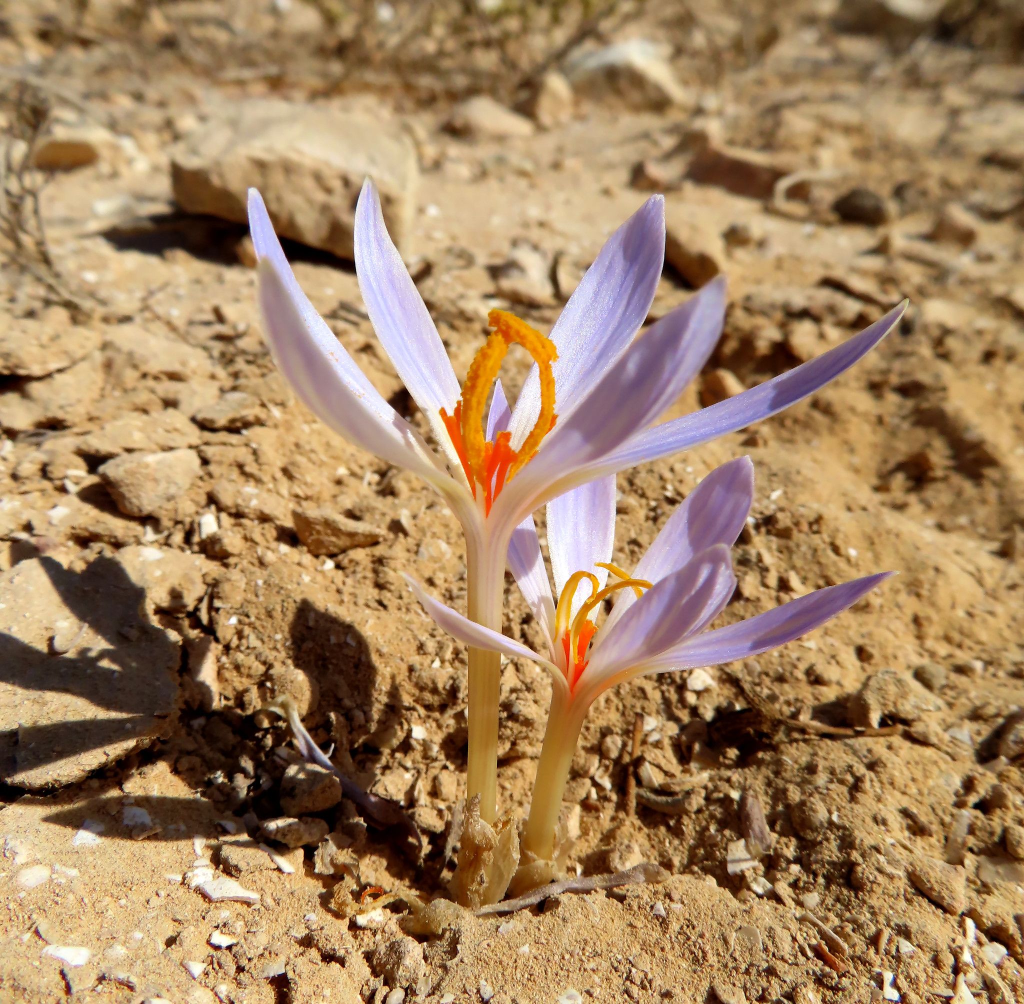 כרכום דמשקאי בבורות לוץ | צילום: שרה דויטש