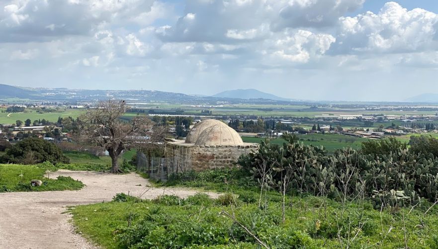 שיח אבריק | צילום: נועה אבן חיים